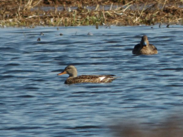 krakwa  - Andrzej Tarasiuk