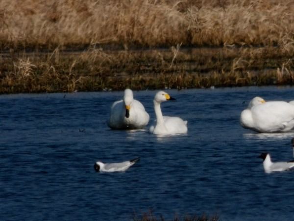 Bewick's Swan  - Andrzej Tarasiuk