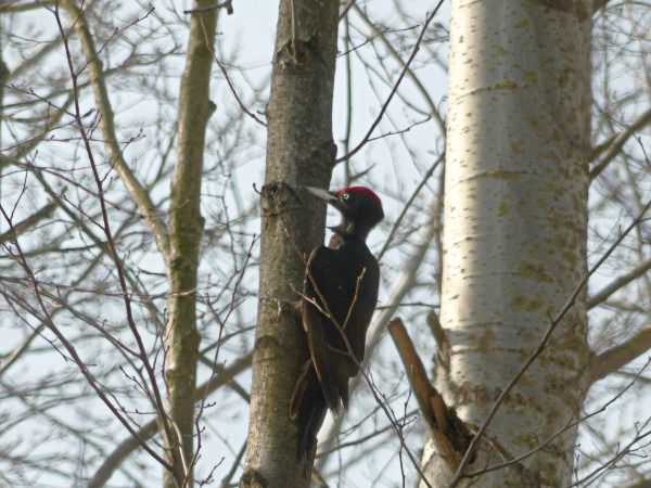 dzięcioł czarny  - Andrzej Tarasiuk