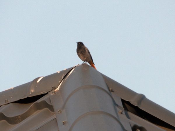 kopciuszek  - Andrzej Tarasiuk