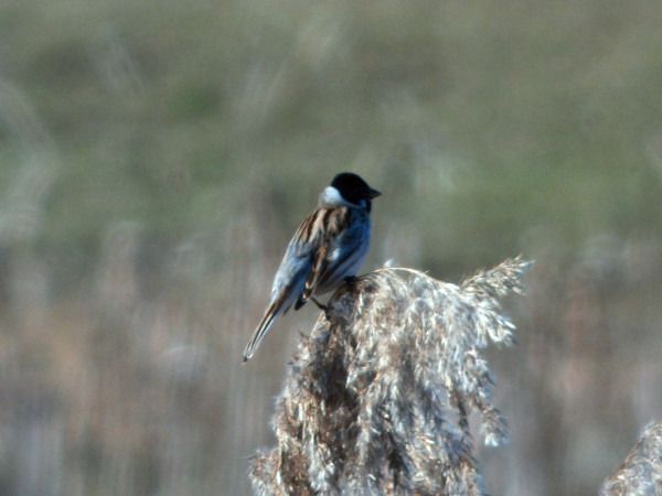 potrzos  - Andrzej Tarasiuk