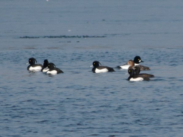 czernica  - Andrzej Tarasiuk