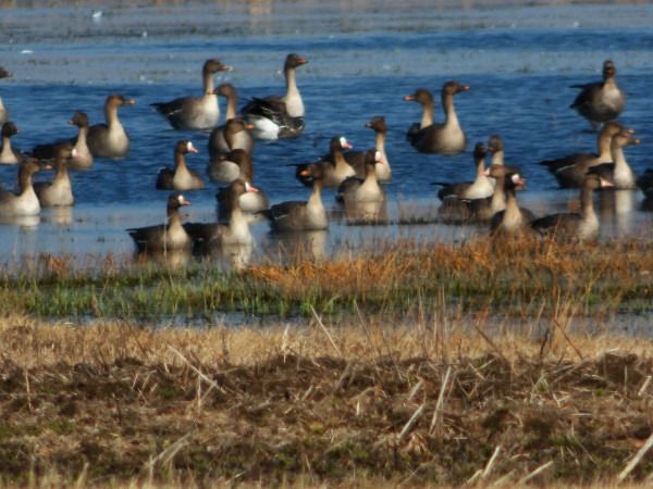 gęś białoczelna  - Andrzej Tarasiuk