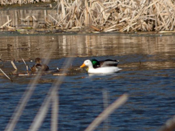 krzyżówka  - Andrzej Tarasiuk