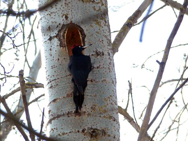 dzięcioł czarny  - Andrzej Tarasiuk