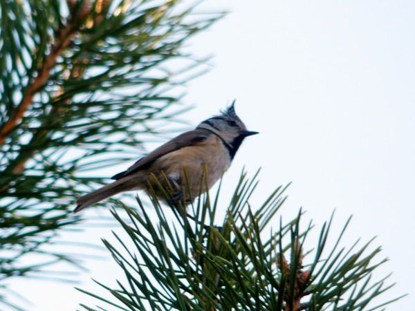 Crested Tit  - Andrzej Tarasiuk