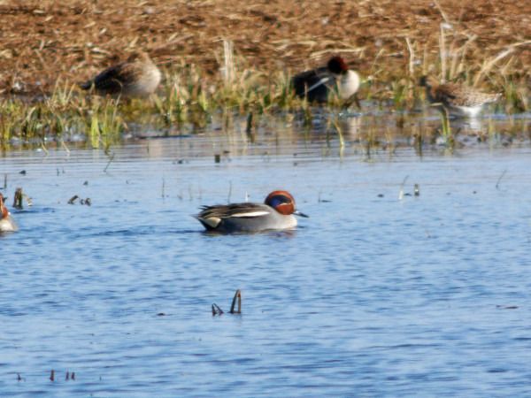 cyraneczka  - Andrzej Tarasiuk