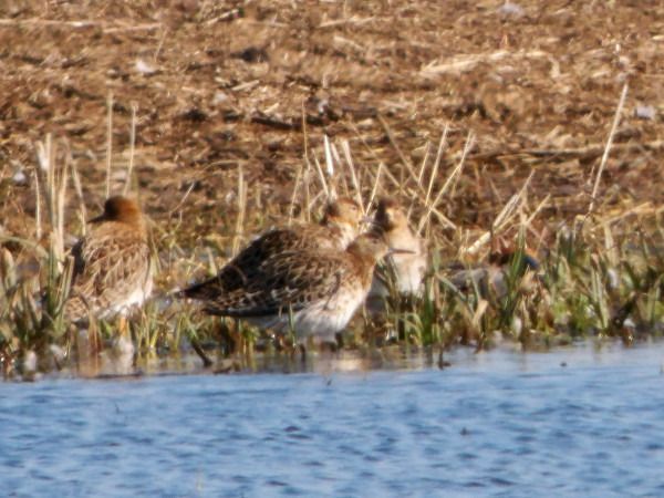 Ruff  - Andrzej Tarasiuk