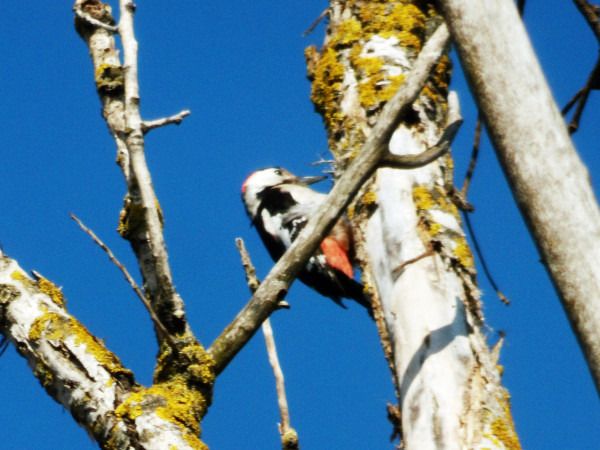 dzięcioł białoszyi  - Andrzej Tarasiuk
