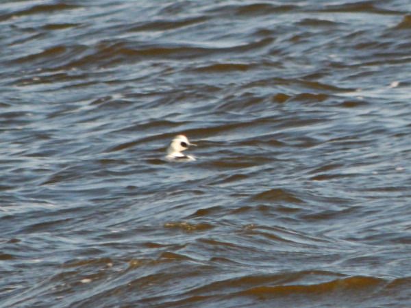 bielaczek  - Andrzej Tarasiuk