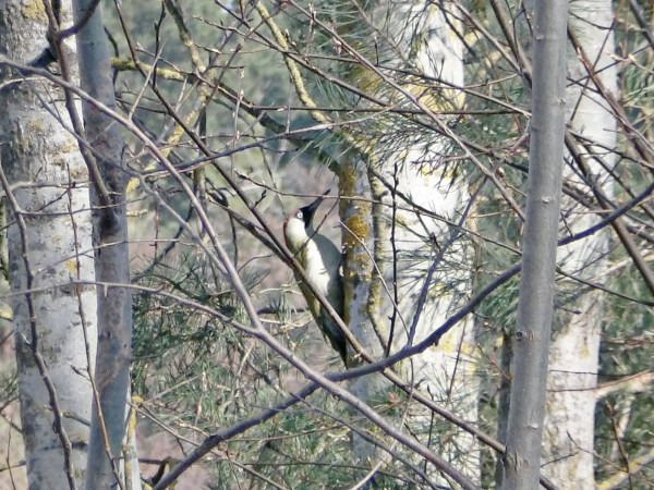 dzięcioł zielony  - Andrzej Tarasiuk