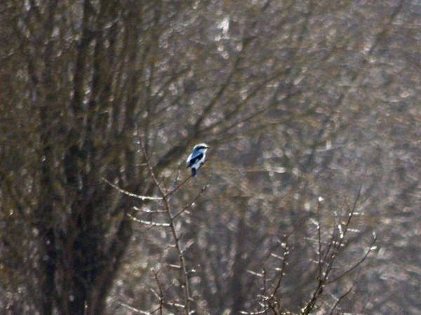 srokosz  - Andrzej Tarasiuk