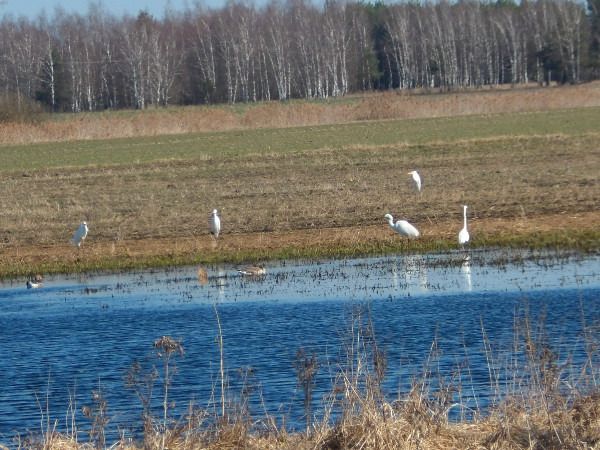 czapla biała  - Andrzej Tarasiuk