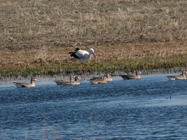 bocian biały  - Andrzej Tarasiuk