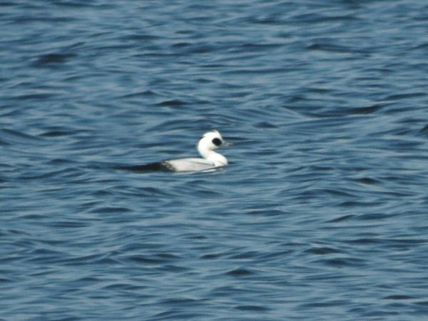 bielaczek  - Andrzej Tarasiuk