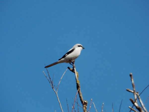 srokosz  - Andrzej Tarasiuk