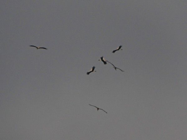 bocian biały  - Andrzej Tarasiuk