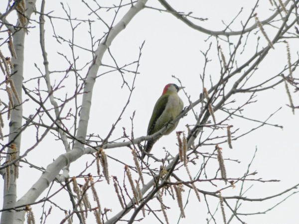 dzięcioł zielony  - Andrzej Tarasiuk
