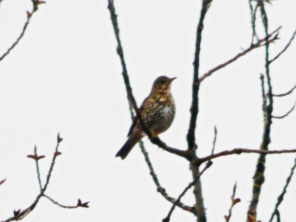 śpiewak  - Andrzej Tarasiuk