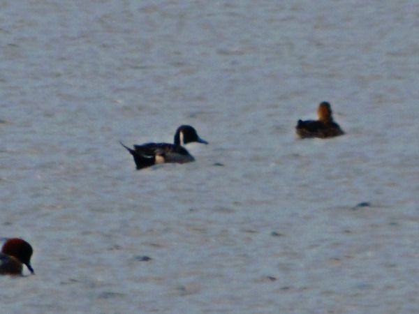 rożeniec  - Andrzej Tarasiuk