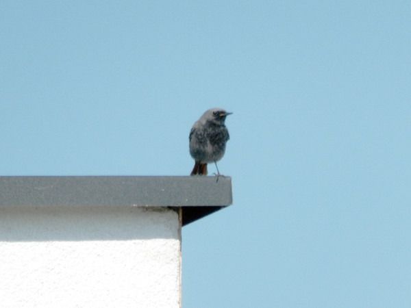 kopciuszek  - Andrzej Tarasiuk