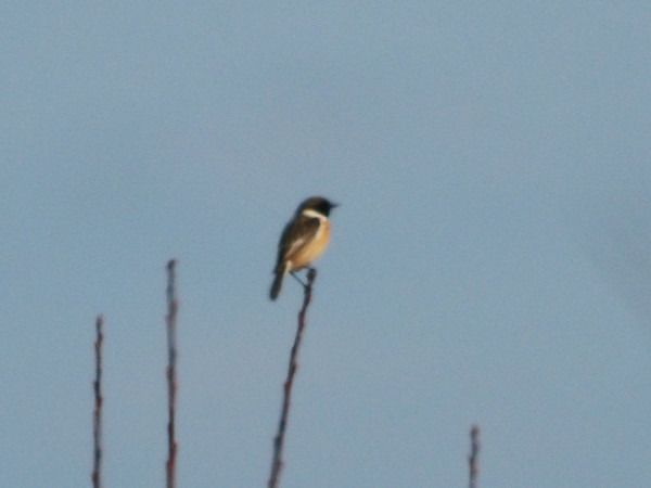 kląskawka  - Andrzej Tarasiuk