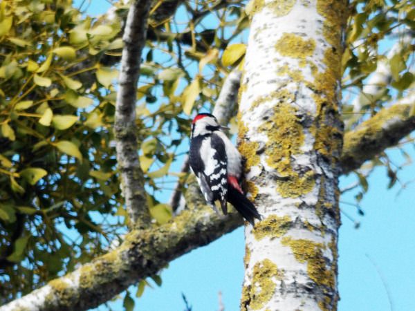 dzięcioł białoszyi  - Andrzej Tarasiuk