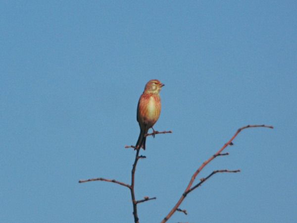 Bluthänfling  - Andrzej Tarasiuk