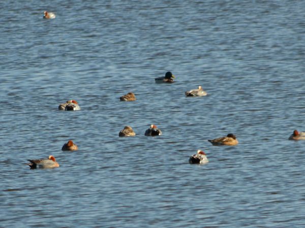 Pfeifente  - Andrzej Tarasiuk