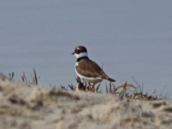 Little Ringed Plover  - Andrzej Tarasiuk