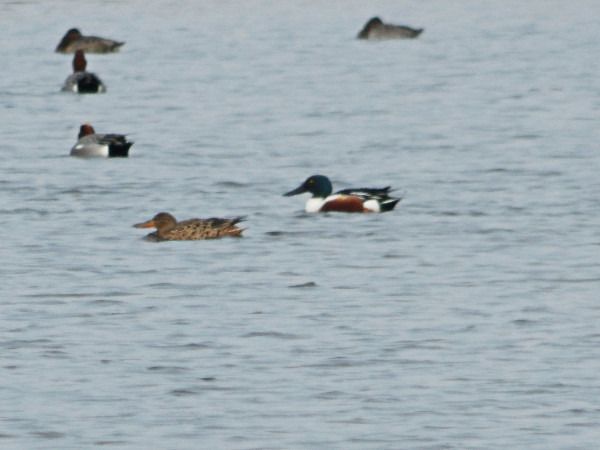 płaskonos  - Andrzej Tarasiuk