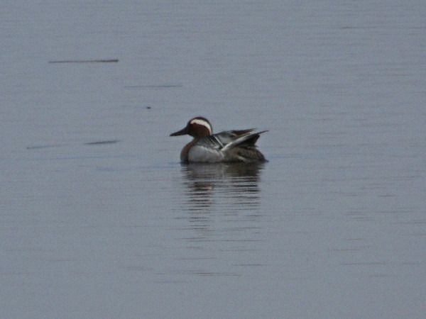 Garganey  - Andrzej Tarasiuk