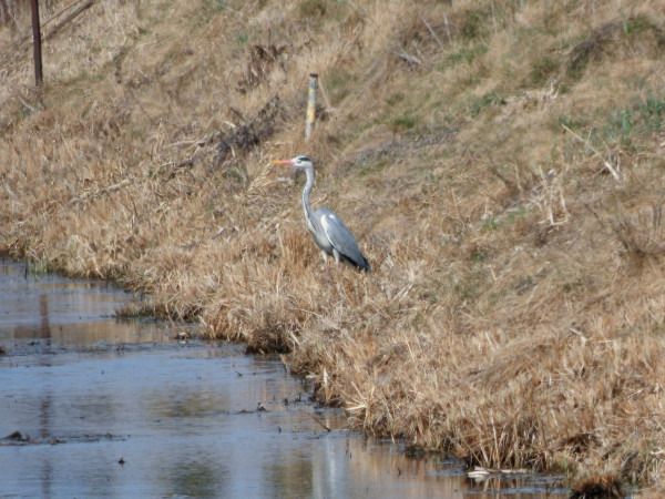 Graureiher  - Andrzej Tarasiuk