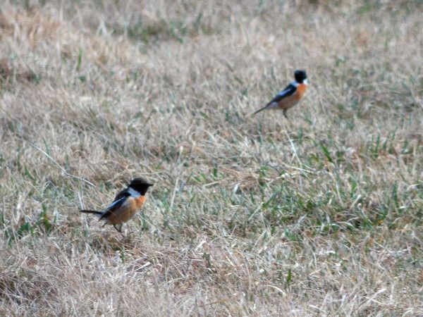 kląskawka  - Andrzej Tarasiuk