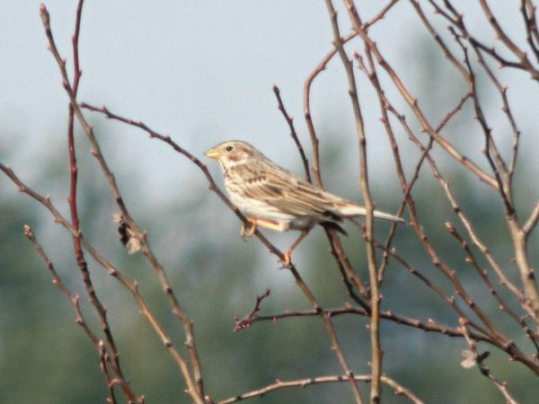 potrzeszcz  - Andrzej Tarasiuk