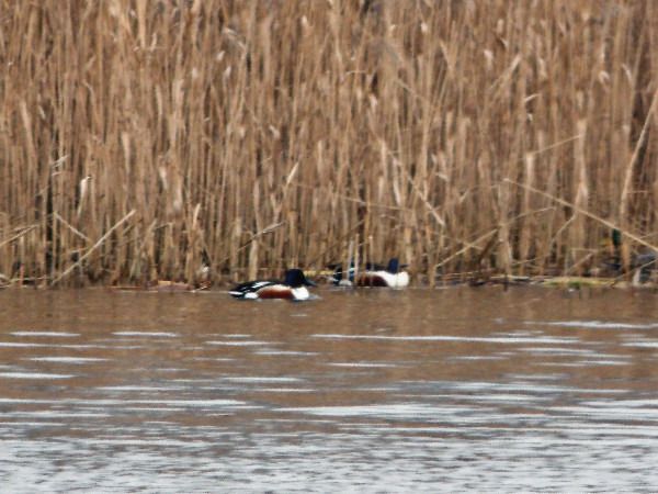 płaskonos  - Andrzej Tarasiuk
