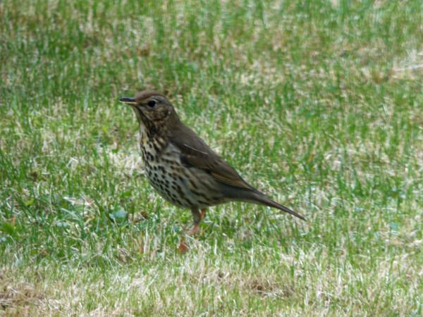 śpiewak  - Andrzej Tarasiuk