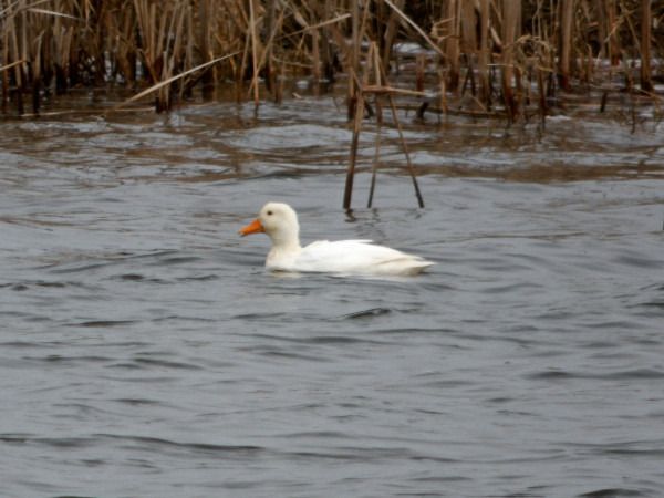 krzyżówka  - Andrzej Tarasiuk