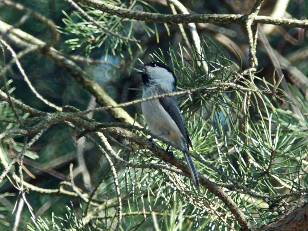 Mönchsmeise  - Andrzej Tarasiuk
