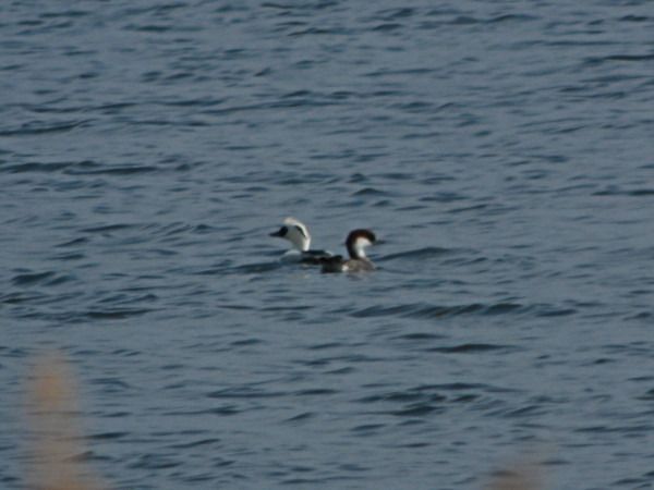 bielaczek  - Andrzej Tarasiuk