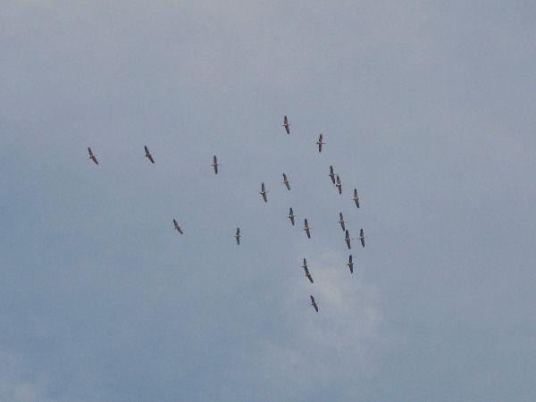 żuraw  - Andrzej Tarasiuk