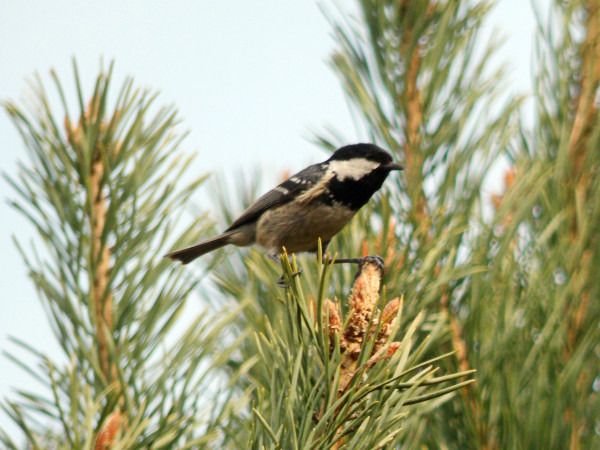 Tannenmeise  - Andrzej Tarasiuk