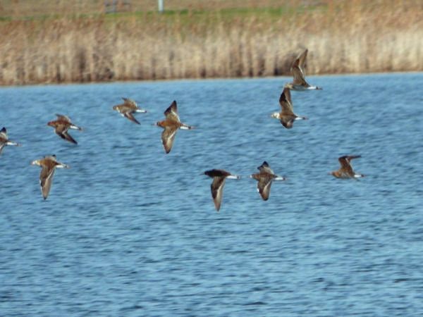 Ruff  - Andrzej Tarasiuk