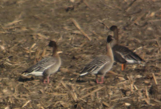Pink-footed Goose  - Michał Radziszewski