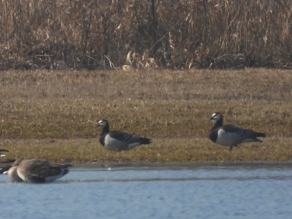 Weisswangengans  - Andrzej Gajowniczek