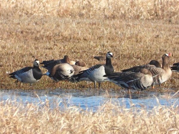 Weisswangengans  - Andrzej Gajowniczek