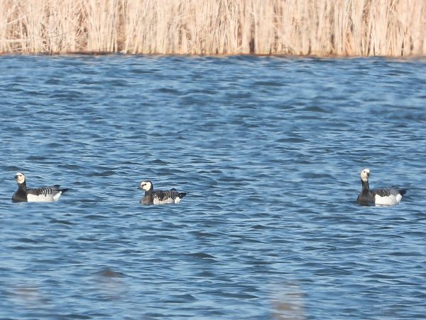 bernikla białolica  - Andrzej Gajowniczek