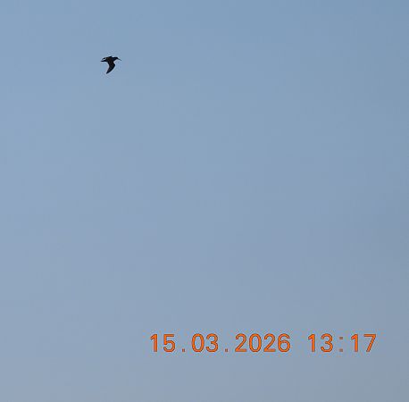 Zwergschnepfe  - Ewa Szczepankiewicz