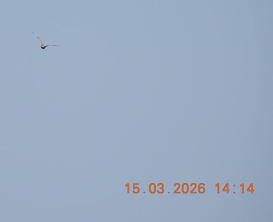 bekasik  - Ewa Szczepankiewicz