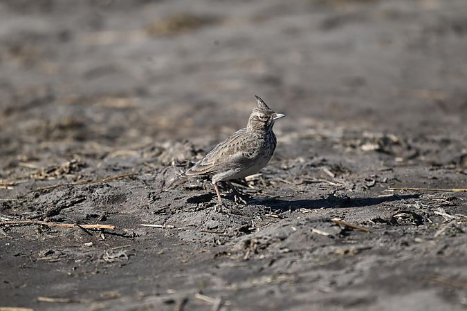 dzierlatka  - Małgorzata Łuczkiewicz